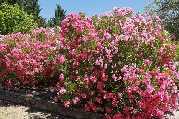 À quelle période faut-il tailler une haie de lauriers-roses ?, Épinal, Oasis Créateur d'extérieur